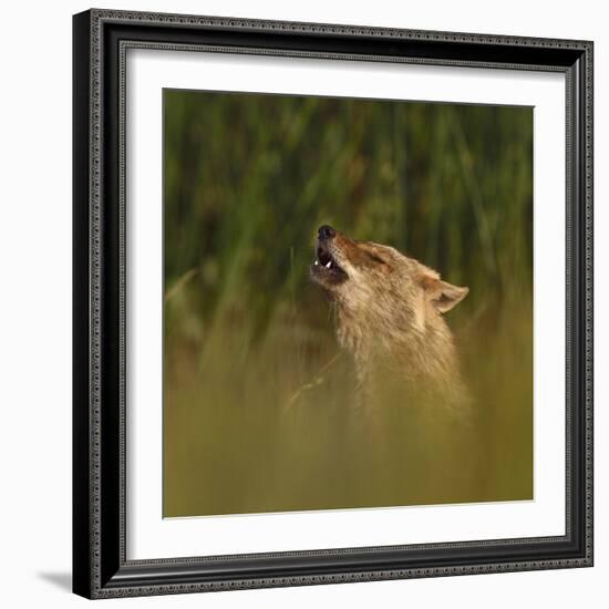 Golden jackal (Canis aureus) howling in grassland. Danube Delta, Romania, May-Loic Poidevin-Framed Photographic Print