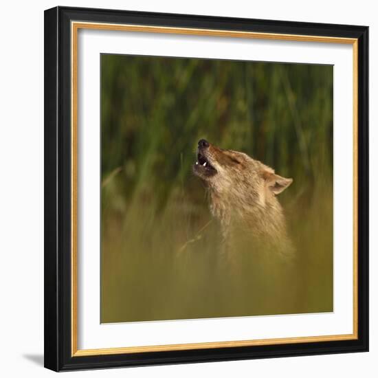 Golden jackal (Canis aureus) howling in grassland. Danube Delta, Romania, May-Loic Poidevin-Framed Photographic Print