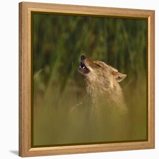 Golden jackal (Canis aureus) howling in grassland. Danube Delta, Romania, May-Loic Poidevin-Framed Premier Image Canvas