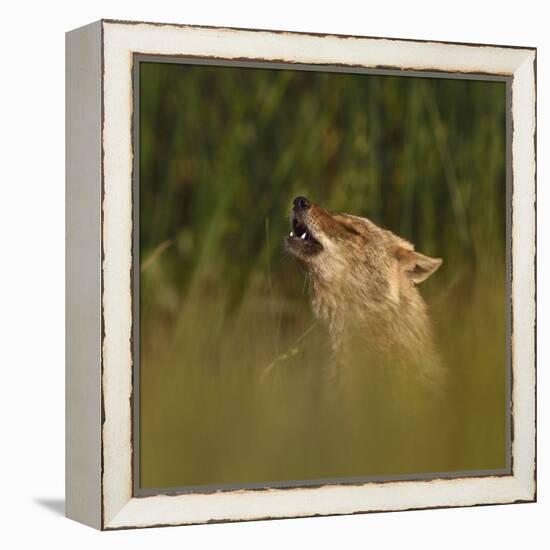 Golden jackal (Canis aureus) howling in grassland. Danube Delta, Romania, May-Loic Poidevin-Framed Premier Image Canvas