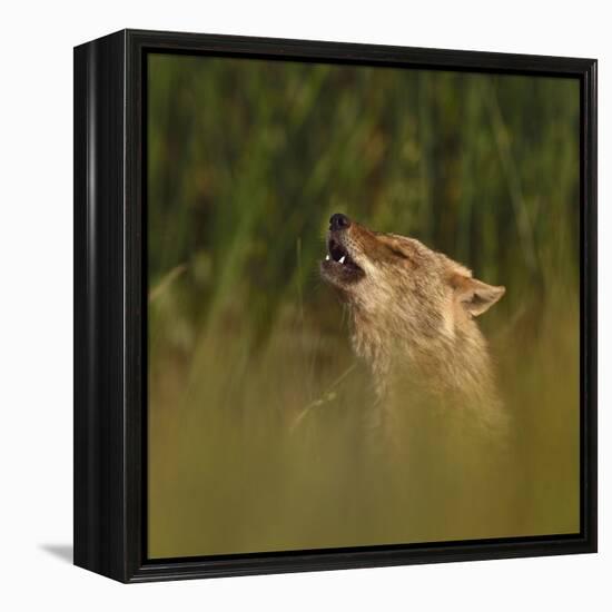 Golden jackal (Canis aureus) howling in grassland. Danube Delta, Romania, May-Loic Poidevin-Framed Premier Image Canvas