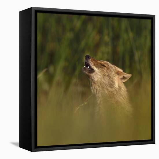 Golden jackal (Canis aureus) howling in grassland. Danube Delta, Romania, May-Loic Poidevin-Framed Premier Image Canvas