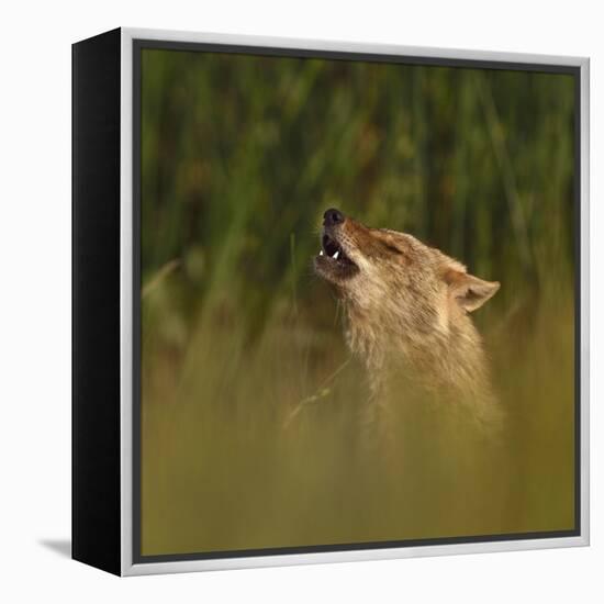 Golden jackal (Canis aureus) howling in grassland. Danube Delta, Romania, May-Loic Poidevin-Framed Premier Image Canvas