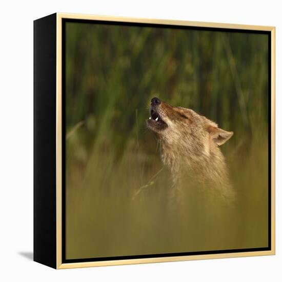 Golden jackal (Canis aureus) howling in grassland. Danube Delta, Romania, May-Loic Poidevin-Framed Premier Image Canvas