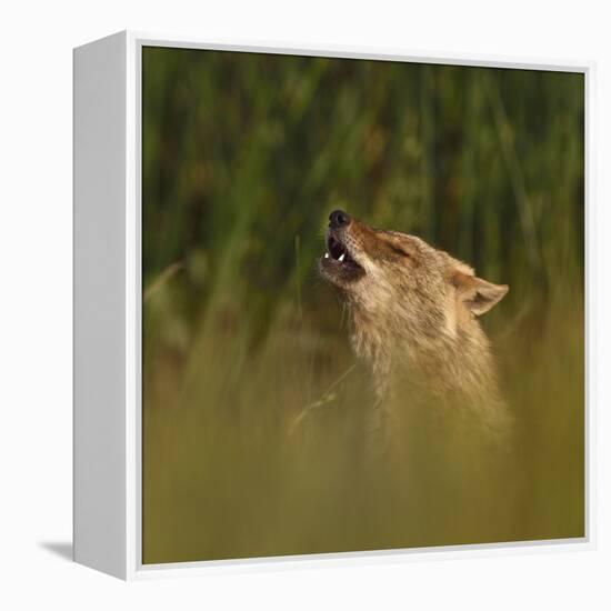 Golden jackal (Canis aureus) howling in grassland. Danube Delta, Romania, May-Loic Poidevin-Framed Premier Image Canvas