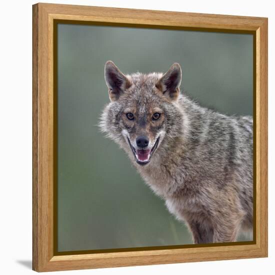 Golden jackal (Canis aureus) portrait. Danube Delta, Romania, May.-Loic Poidevin-Framed Premier Image Canvas