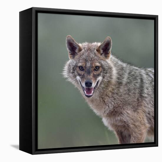 Golden jackal (Canis aureus) portrait. Danube Delta, Romania, May.-Loic Poidevin-Framed Premier Image Canvas