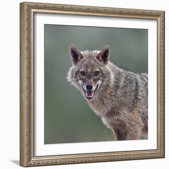 Golden jackal (Canis aureus) portrait. Danube Delta, Romania, May.-Loic Poidevin-Framed Photographic Print