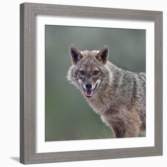 Golden jackal (Canis aureus) portrait. Danube Delta, Romania, May.-Loic Poidevin-Framed Photographic Print