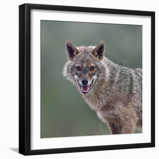 Golden jackal (Canis aureus) portrait. Danube Delta, Romania, May.-Loic Poidevin-Framed Photographic Print