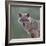 Golden jackal (Canis aureus) portrait. Danube Delta, Romania, May.-Loic Poidevin-Framed Photographic Print