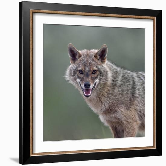 Golden jackal (Canis aureus) portrait. Danube Delta, Romania, May.-Loic Poidevin-Framed Photographic Print