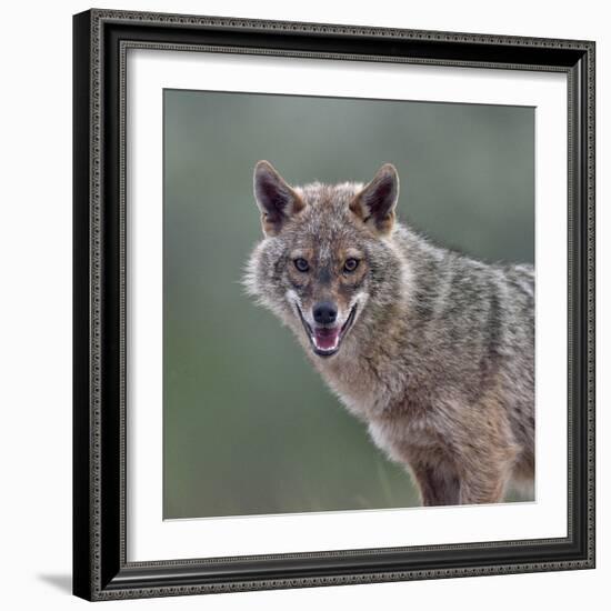 Golden jackal (Canis aureus) portrait. Danube Delta, Romania, May.-Loic Poidevin-Framed Photographic Print