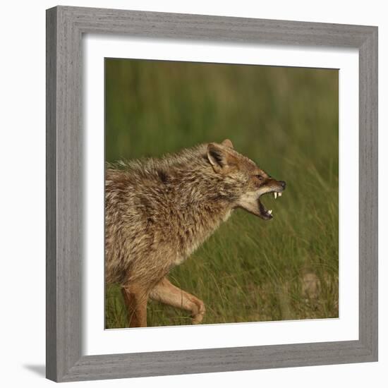 Golden jackal (Canis aureus) snarling. Danube Delta, Romania. May.-Loic Poidevin-Framed Photographic Print