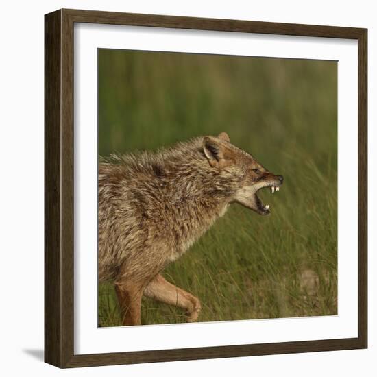 Golden jackal (Canis aureus) snarling. Danube Delta, Romania. May.-Loic Poidevin-Framed Photographic Print