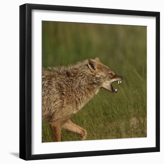 Golden jackal (Canis aureus) snarling. Danube Delta, Romania. May.-Loic Poidevin-Framed Photographic Print