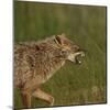 Golden jackal (Canis aureus) snarling. Danube Delta, Romania. May.-Loic Poidevin-Mounted Photographic Print