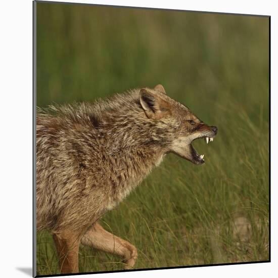Golden jackal (Canis aureus) snarling. Danube Delta, Romania. May.-Loic Poidevin-Mounted Photographic Print