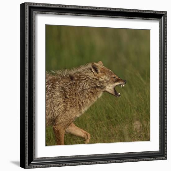 Golden jackal (Canis aureus) snarling. Danube Delta, Romania. May.-Loic Poidevin-Framed Photographic Print