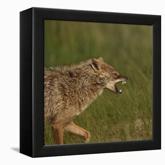 Golden jackal (Canis aureus) snarling. Danube Delta, Romania. May.-Loic Poidevin-Framed Premier Image Canvas