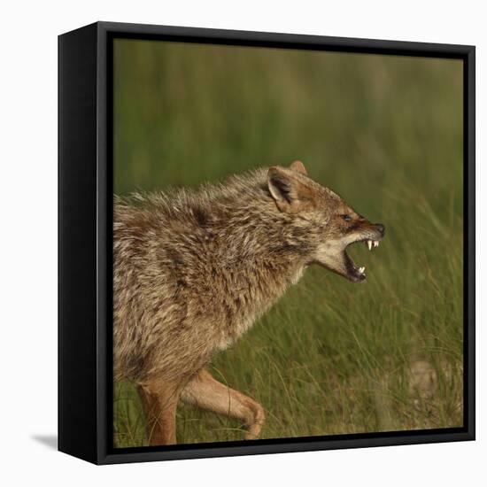 Golden jackal (Canis aureus) snarling. Danube Delta, Romania. May.-Loic Poidevin-Framed Premier Image Canvas