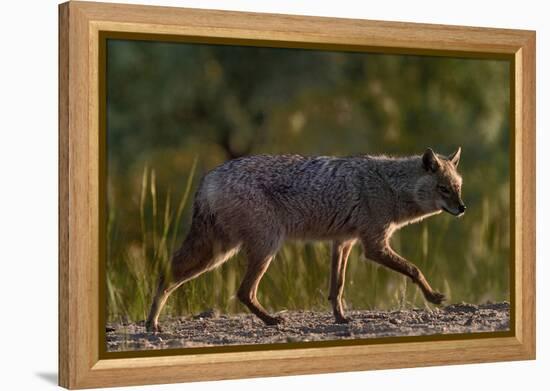 Golden jackal (Canis aureus) walking on sand. Danube Delta, Romania, May-Loic Poidevin-Framed Premier Image Canvas