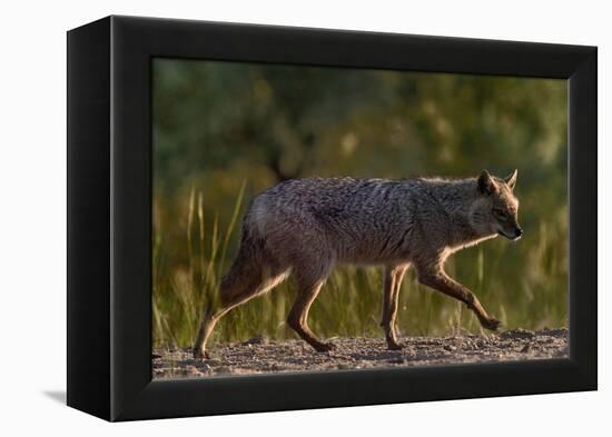 Golden jackal (Canis aureus) walking on sand. Danube Delta, Romania, May-Loic Poidevin-Framed Premier Image Canvas