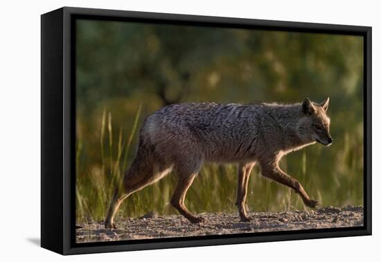 Golden jackal (Canis aureus) walking on sand. Danube Delta, Romania, May-Loic Poidevin-Framed Premier Image Canvas