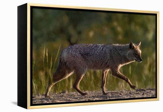 Golden jackal (Canis aureus) walking on sand. Danube Delta, Romania, May-Loic Poidevin-Framed Premier Image Canvas