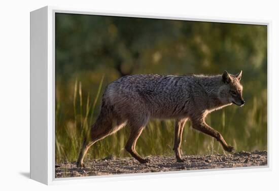 Golden jackal (Canis aureus) walking on sand. Danube Delta, Romania, May-Loic Poidevin-Framed Premier Image Canvas