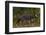 Golden jackal (Canis aureus) walking on sand. Danube Delta, Romania, May-Loic Poidevin-Framed Photographic Print