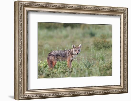 Golden jackal, Serengeti National Park, Tanzania, Africa-Adam Jones-Framed Photographic Print