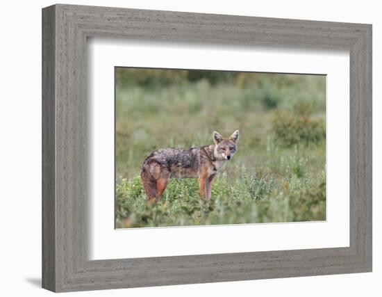 Golden jackal, Serengeti National Park, Tanzania, Africa-Adam Jones-Framed Photographic Print