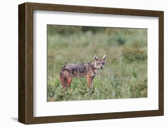 Golden jackal, Serengeti National Park, Tanzania, Africa-Adam Jones-Framed Photographic Print