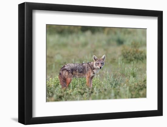 Golden jackal, Serengeti National Park, Tanzania, Africa-Adam Jones-Framed Photographic Print
