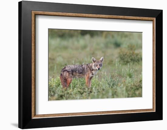 Golden jackal, Serengeti National Park, Tanzania, Africa-Adam Jones-Framed Photographic Print