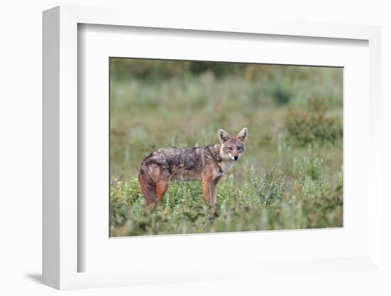 Golden jackal, Serengeti National Park, Tanzania, Africa-Adam Jones-Framed Photographic Print