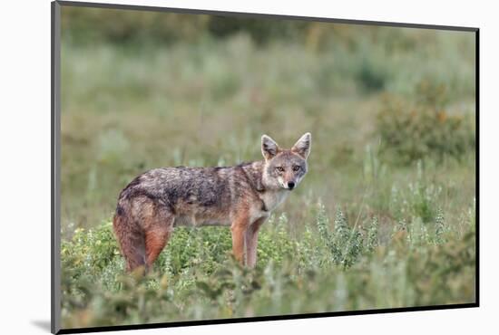 Golden jackal, Serengeti National Park, Tanzania, Africa-Adam Jones-Mounted Photographic Print