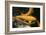 Golden Japanese Koi Fish-Ryuji Adachi-Framed Art Print