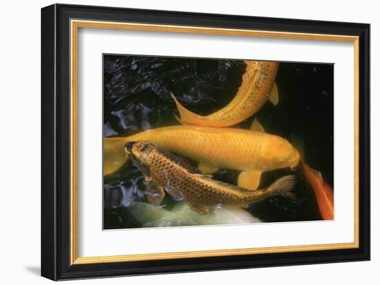 Golden Japanese Koi Fish-Ryuji Adachi-Framed Art Print