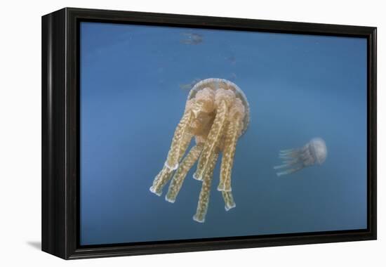 Golden Jellyfish, Raja Ampat, Indonesia-Stocktrek Images-Framed Premier Image Canvas