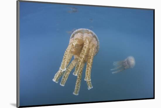 Golden Jellyfish, Raja Ampat, Indonesia-Stocktrek Images-Mounted Photographic Print