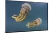 Golden Jellyfish, Raja Ampat, Indonesia-Stocktrek Images-Mounted Photographic Print
