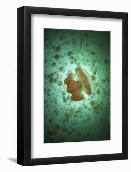 Golden Jellyfish Swim Inside a Lake in the Republic of Palau-Stocktrek Images-Framed Photographic Print