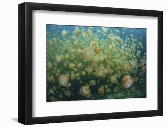 Golden Jellyfish Swim Inside a Lake in the Republic of Palau-Stocktrek Images-Framed Photographic Print