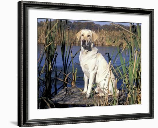 Golden Labrador Retriever Dog Portrait, Sitting by Water-Lynn M. Stone-Framed Photographic Print