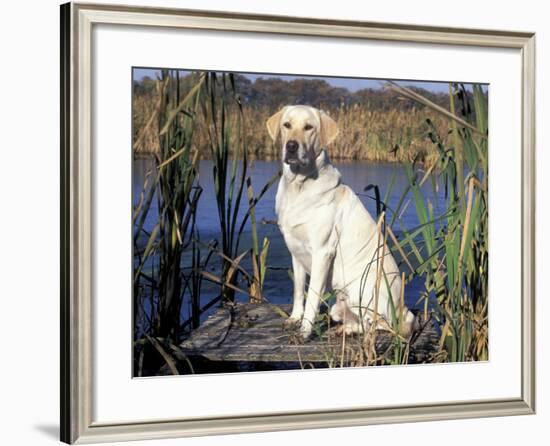 Golden Labrador Retriever Dog Portrait, Sitting by Water-Lynn M. Stone-Framed Photographic Print