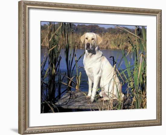 Golden Labrador Retriever Dog Portrait, Sitting by Water-Lynn M. Stone-Framed Photographic Print