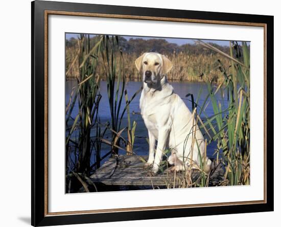 Golden Labrador Retriever Dog Portrait, Sitting by Water-Lynn M. Stone-Framed Photographic Print