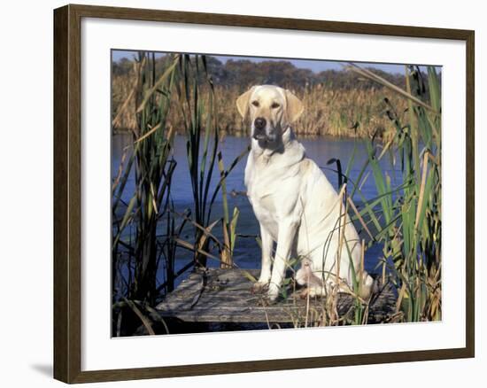 Golden Labrador Retriever Dog Portrait, Sitting by Water-Lynn M. Stone-Framed Photographic Print